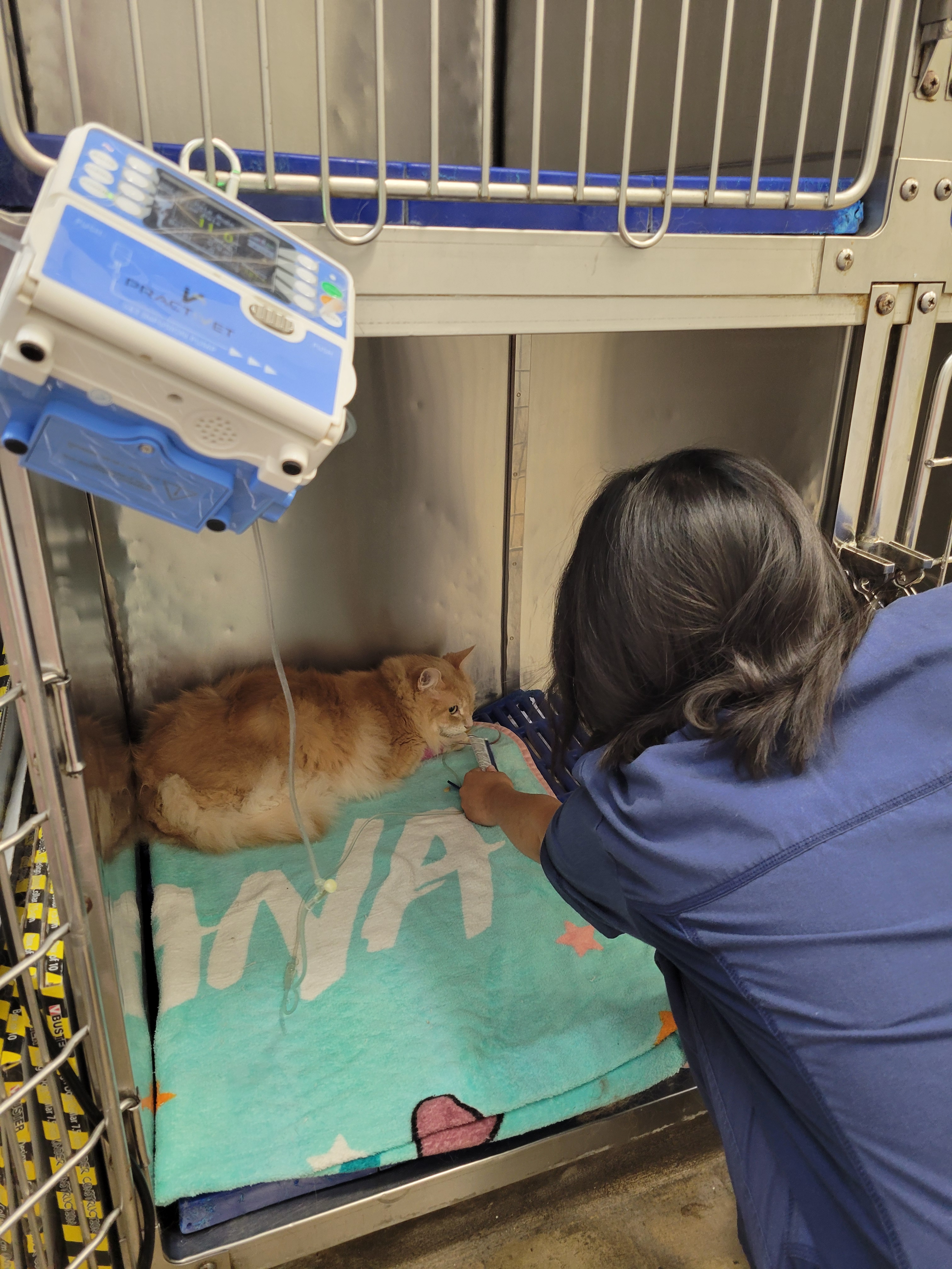 Colima Animal Hospital – A comprehensive veterinary practice offering ...